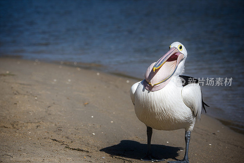 澳大利亚鹈鹕(Pelecanus anisoillatus)